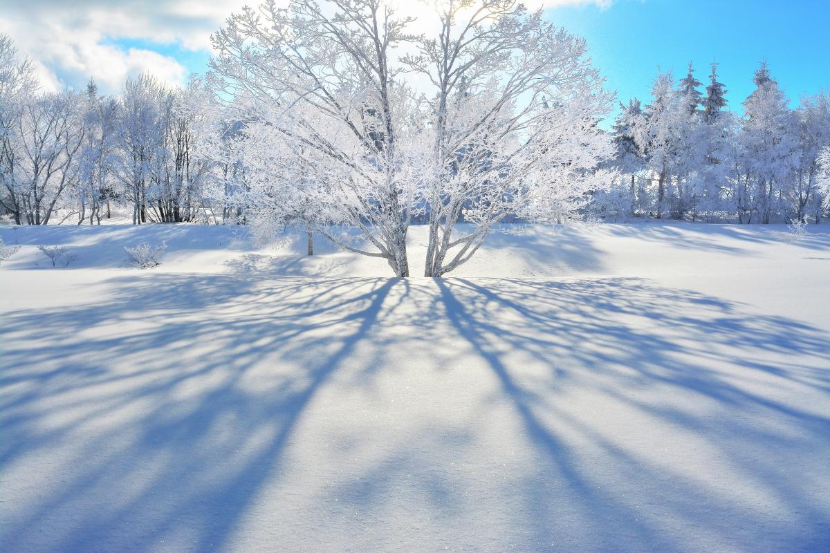 雪景色に伸びる影