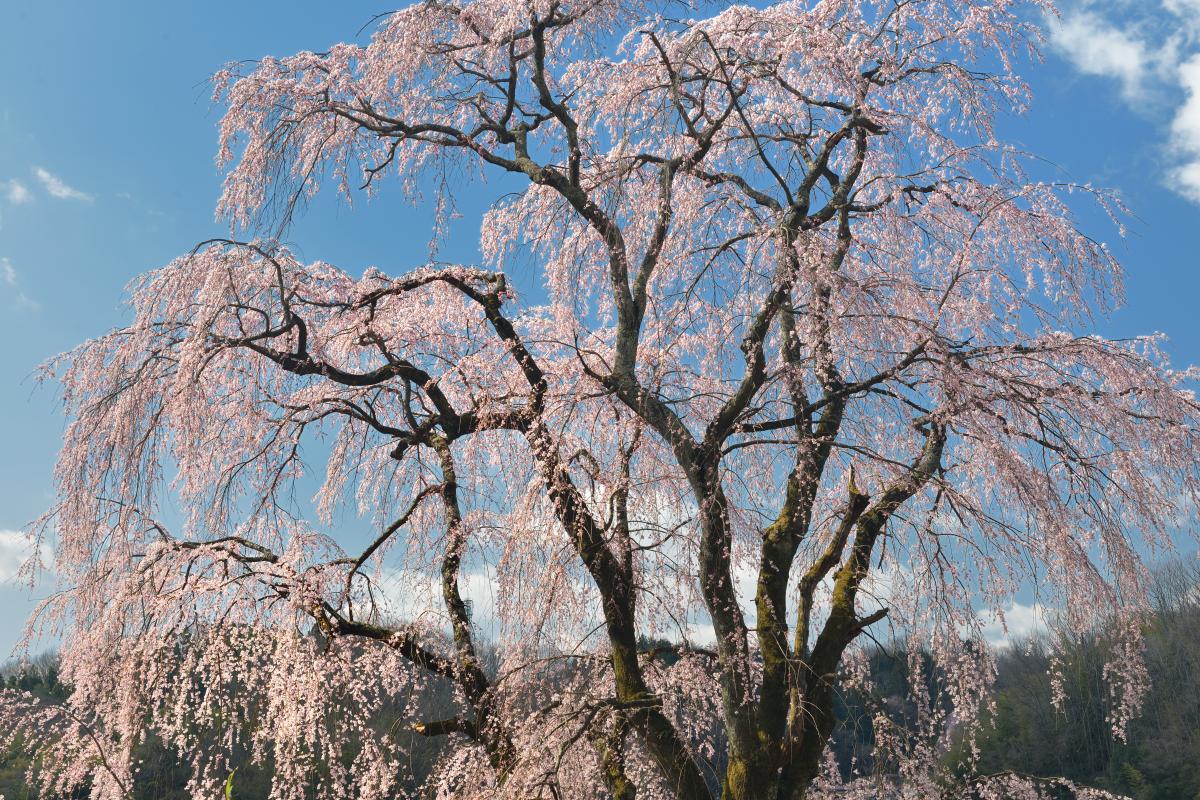昼間の花火 空から桜が降ってくる感じがとても美しい。枝垂の名桜。