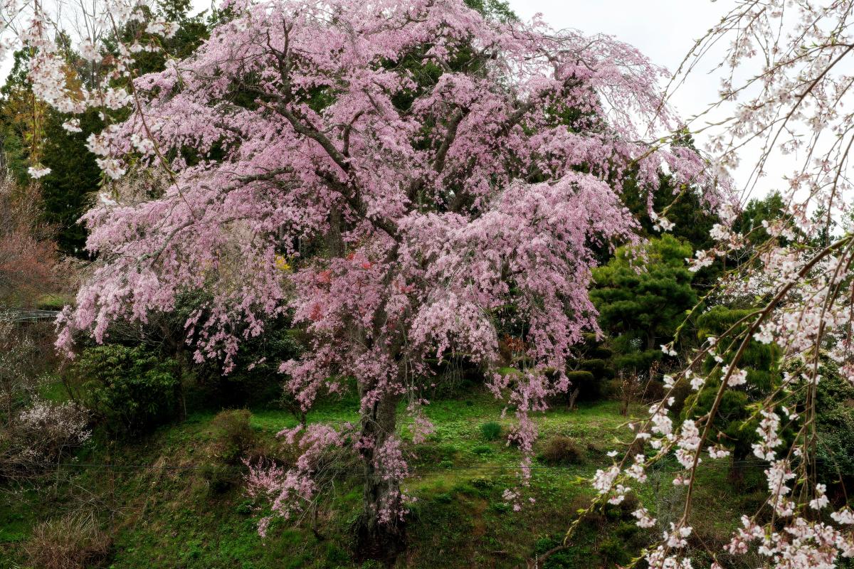 観桜台から忠七桜を眺める ピンク色の濃い美桜。丘の上で堂々と咲き誇る。