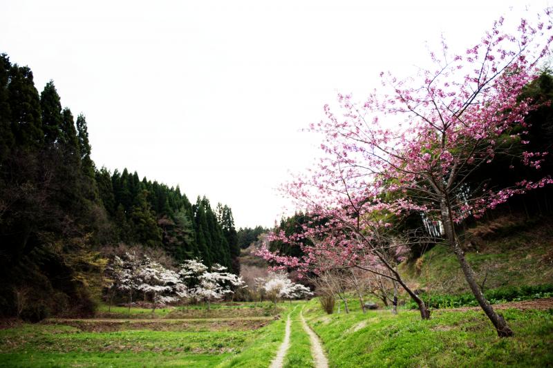 [ 花咲く道 ]  ピンクと白が綺麗な道
