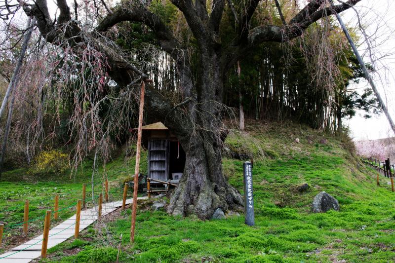 [ 紅枝垂地蔵ザクラと社 ]  桜の下には社があります