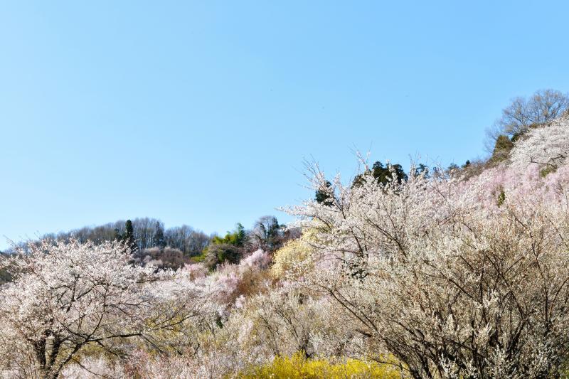 [ 桜回廊 ]  花に囲まれながら花見山の登山口に向かいます。