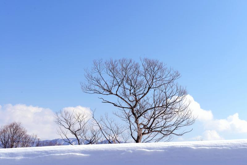 [ 雪原の木 ]  道路わきにあった木