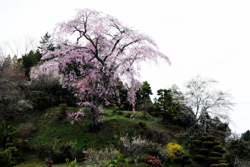 [ 忠七桜全景 ]  ピンク色の綺麗な桜です