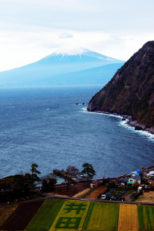 [ 西伊豆の井田からみた富士山 ]  畑に井田の文字が