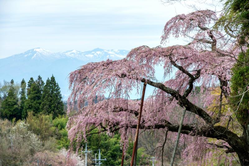 [ 濃いピンク色の花を咲かせる古桜と残雪の山々 ]  桜と残雪の山々が春を伝える。滝桜から近い。
