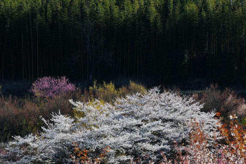 [ 桜と竹林 ]  花見山と向かい合う場所にあった桜と竹林