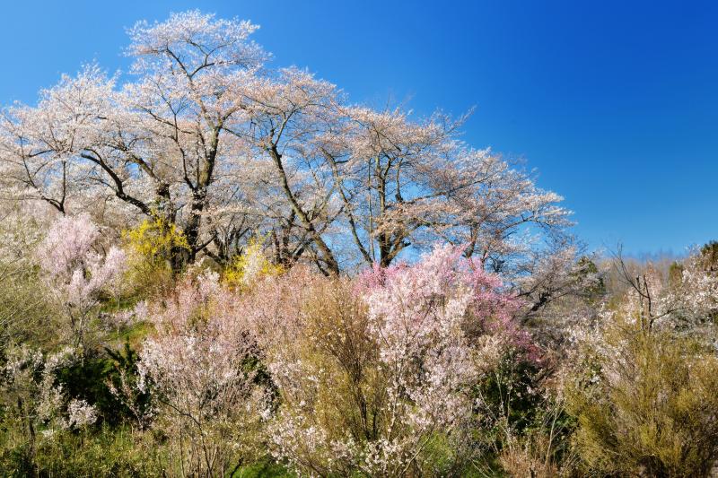 [ 丘の上から ]  丘の上にはおおきめの桜の木があります。