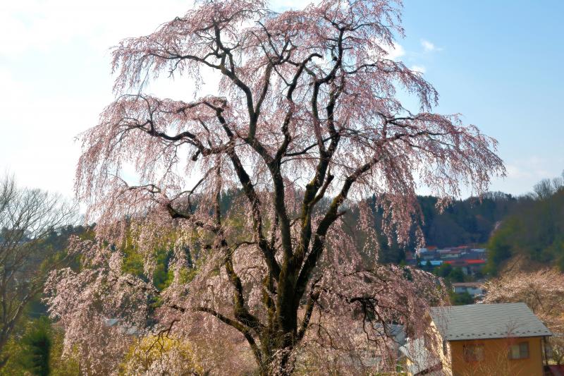 [ 青空とお城坂枝垂れ桜 ]  お城坂枝垂れ桜は個人宅の敷地内にあります