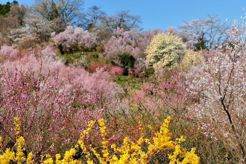 [ 昼寝をしたい場所 ]  花見山周辺は別世界になっています。