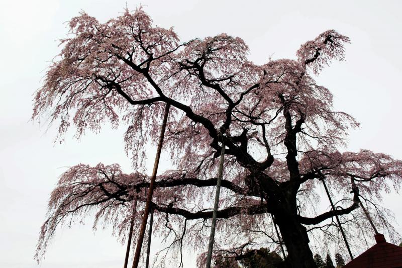 [ 紅枝垂地蔵ザクラを見上げて ]  下から見上げてみました