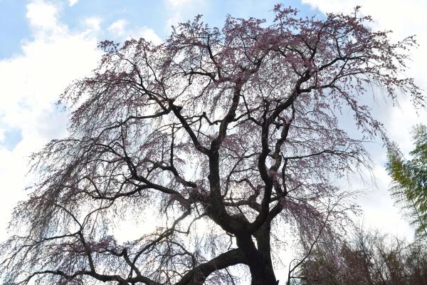 [ 常楽院桜 ]  常楽院桜を見上げて