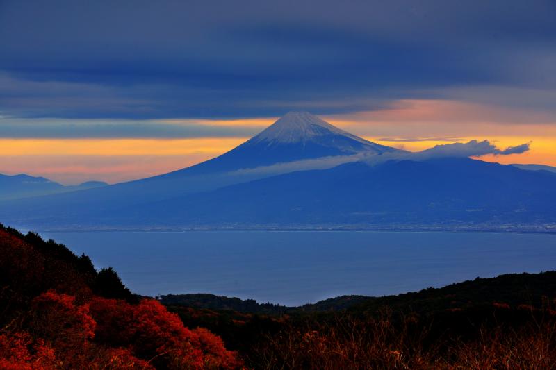 [ 達磨山の紅葉と富士山 ]  紅葉と駿河湾と富士山