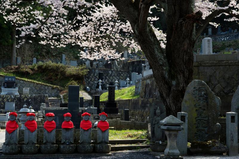 [ 龍穏院の桜　No1 ]  お地蔵さんと桜