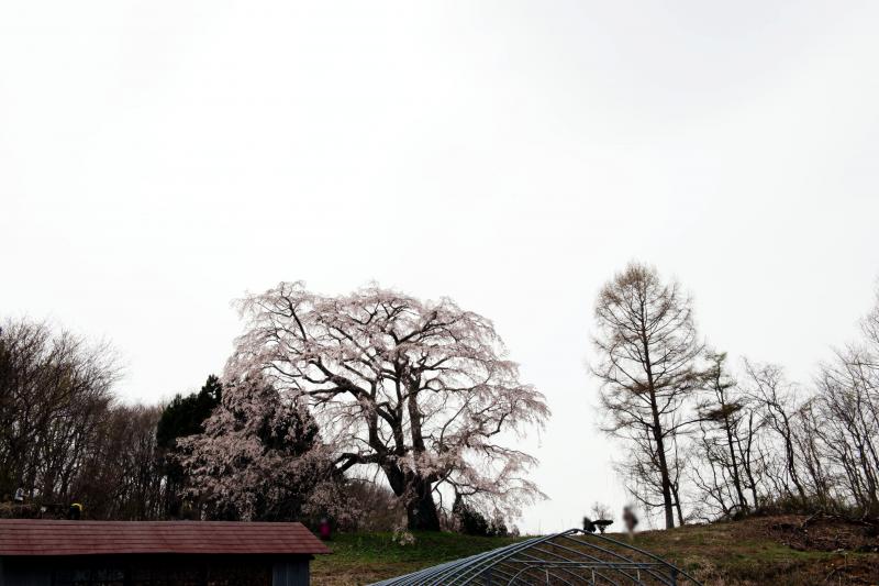 [ 五斗蒔田桜を入り口から眺める ]  手前には小屋がありその奥の高台に桜はあります