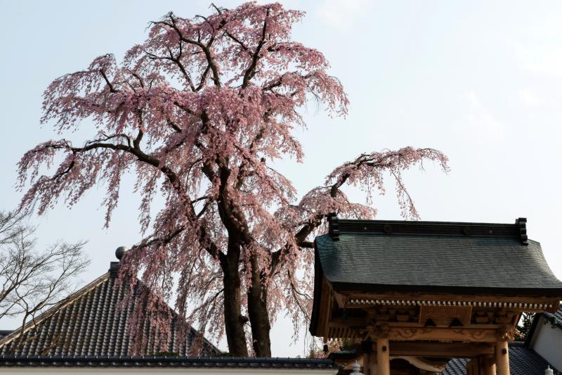 [ 寺を守るしだれ桜 ]  法華寺の本堂と門の間にある桜