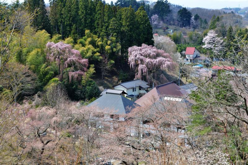 [ 裏山から福聚寺の桜を望む ]  2本の大きな枝垂桜があります