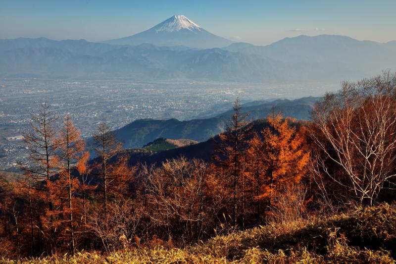 [ 甘利山の秋景色と富士山 ]  甘利山からカラマツ林越えの富士山