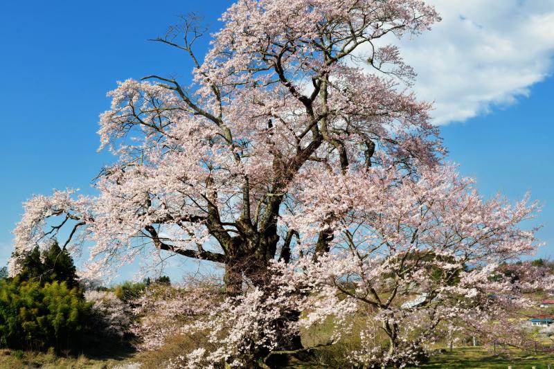 [ 力強く ]  元気で力強い丘の上の巨木。青空と雲が爽快。