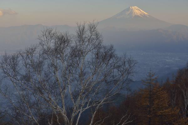 [ ダケカンバと富士山 ]  甘利山からダケカンバ越しに富士を見る