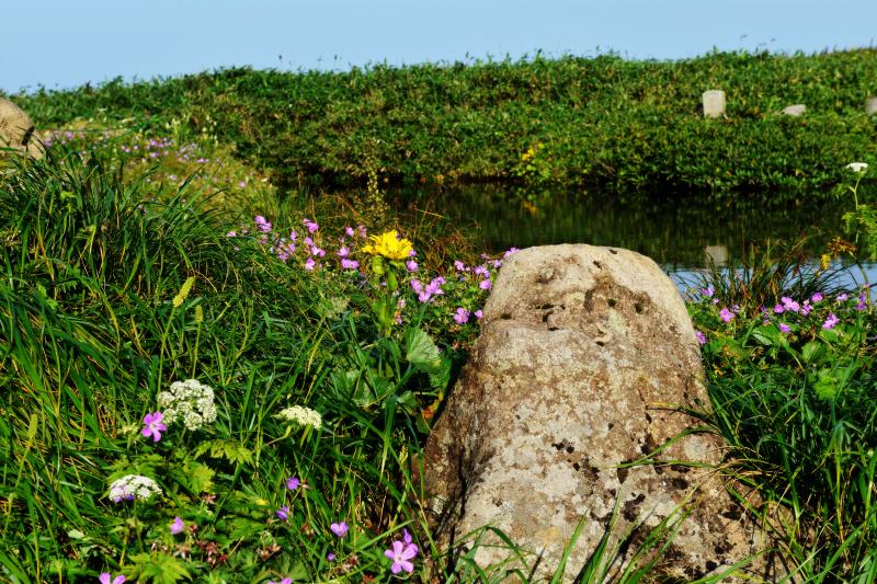 [ 佛生池小屋前の池 ]  池の周辺にはたくさんの高山植物が咲いています