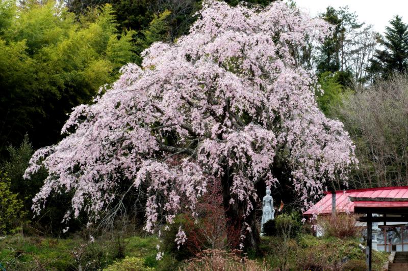 [ 静かな空間 ]  桜の後ろには竹林があります。