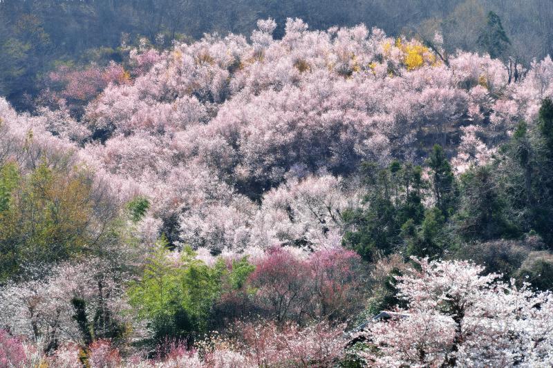 [ 桜あふれて ]  桜が湧き出るように咲いています。