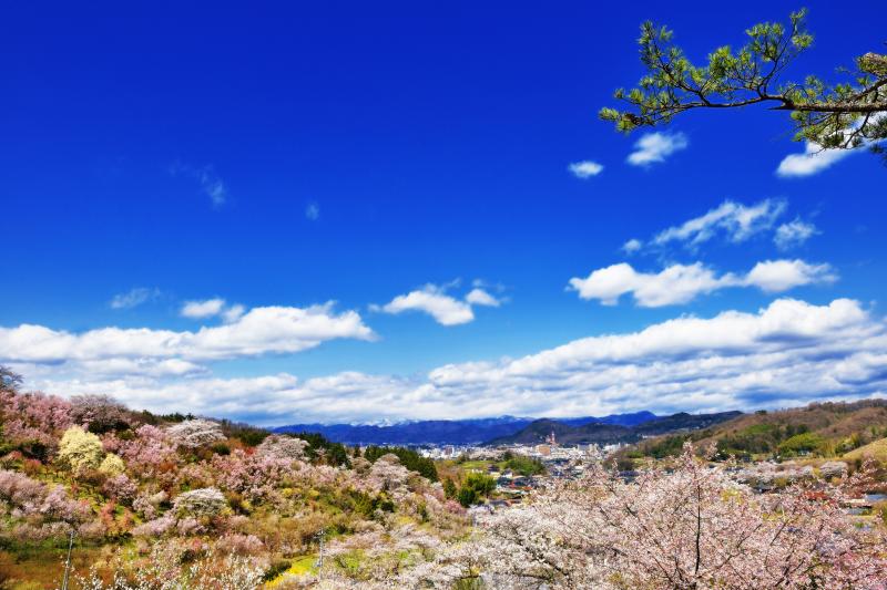 [ 花見山からの展望 ]  花見山の中腹から見た福島市街地です。