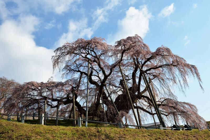 [ 長い手足 ]  滝桜は巨大な生物の様にも見えます。