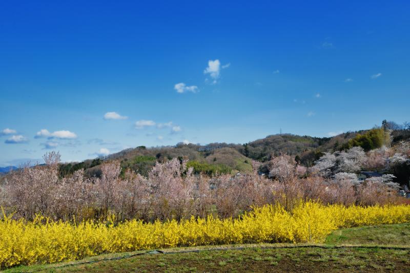 [ レンギョウの列 ]  畑の淵に沿うようにレンギョウが植えられています。