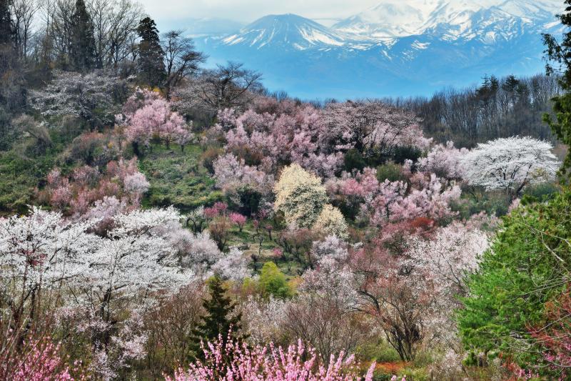 花見山と吾妻小富士 | 春爛漫な花見山と残雪の吾妻小富士。花見山を代表する絶景ポイント。