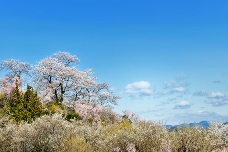 [ 桜と流れる雲 ]  時間が経つにつれて雲が出てきました。