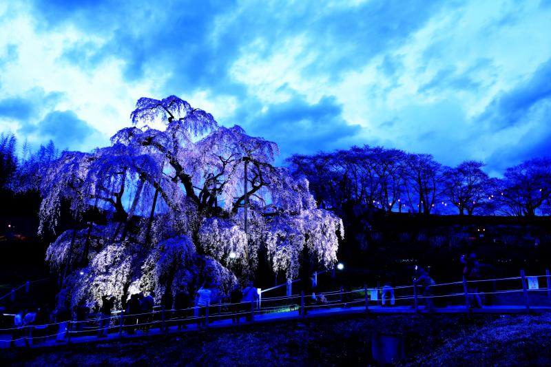 ヒンヤリとした感じ | 滝桜のライトアップをヒンヤリとした感じに仕上げてみました。