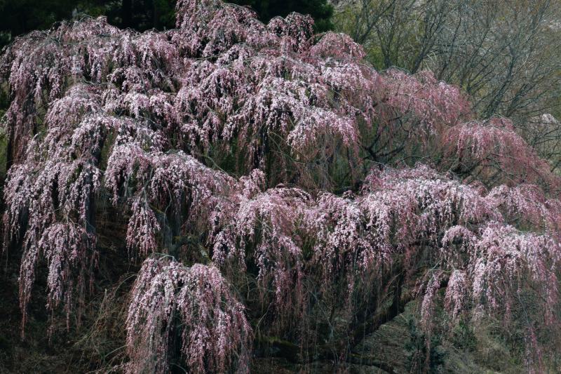 [ 福聚寺の桜　裏山から ]  福聚寺の桜を裏山から望遠レンズで撮影