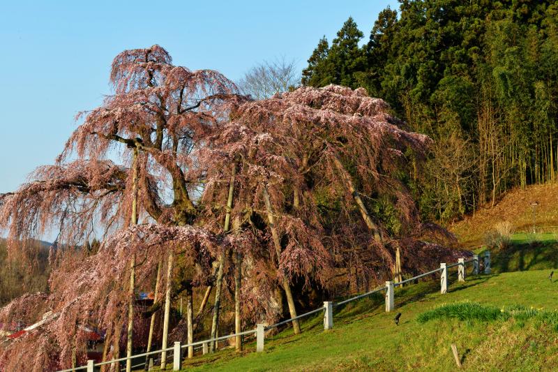 [ 滝桜横姿 ]  滝桜の横姿のアップです。