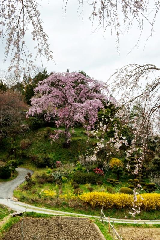 [ 忠七桜と曲がり小道 ]  畑の傍の小高い丘にある桜。周囲の花々との色彩がとても美しい。