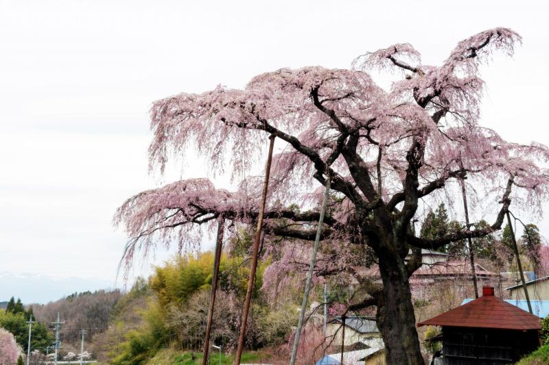 [ 紅枝垂地蔵ザクラ ]  地蔵桜と社