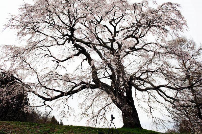 [ 五斗蒔田桜 ]  巨大な名桜の下で。迫力に圧倒されます。