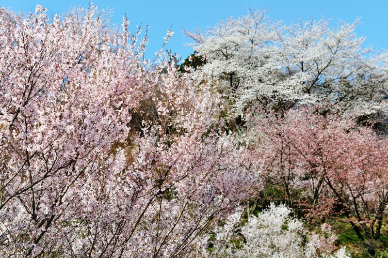 [ 乱舞 ]  桜たちが踊っているようです。