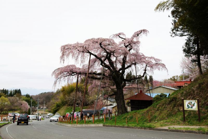 [ 紅枝垂地蔵ザクラ全景 ]  カーブの途中にあります