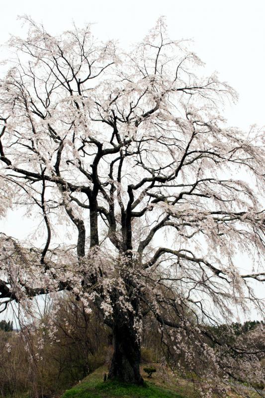 [ 五斗蒔田桜の横姿 ]  丘の上に立って横方向から見ています