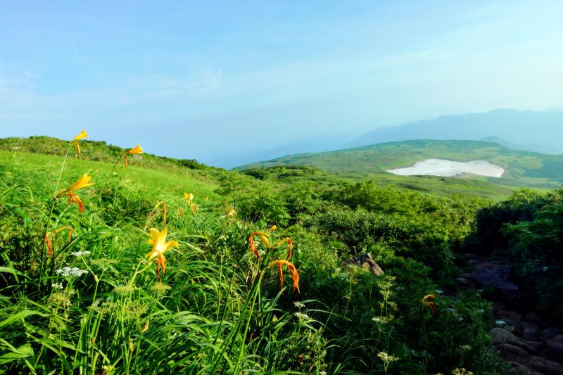 [ 登山道のニッコウキスゲ ]  登山道の横にニッコウキスゲが咲いています