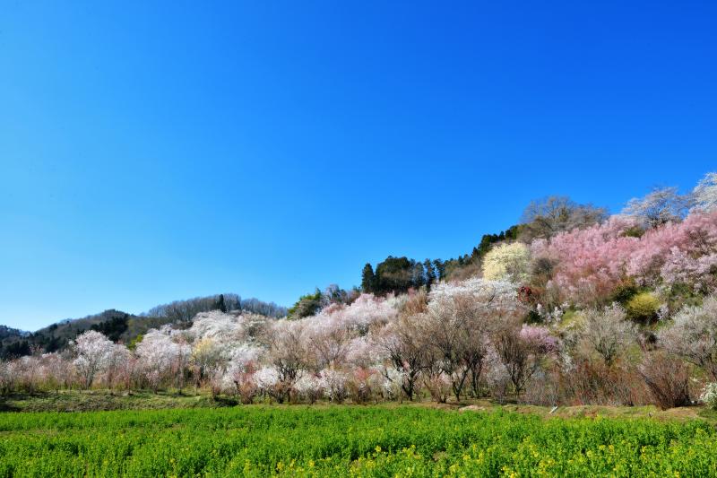 [ 夢の中 ]  花見山周辺は別世界になっています。