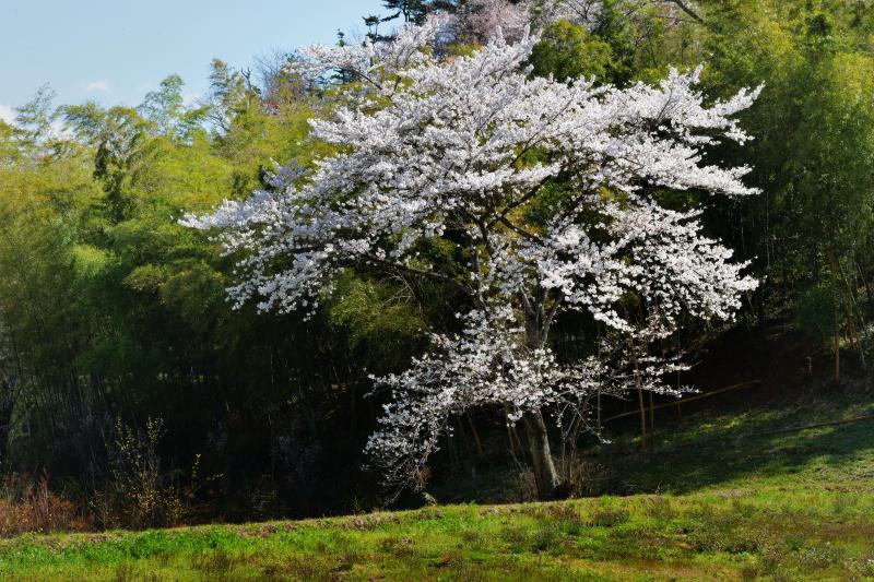 [ 竹林と一本桜 ]  竹林の前に優雅な姿の桜がありました。