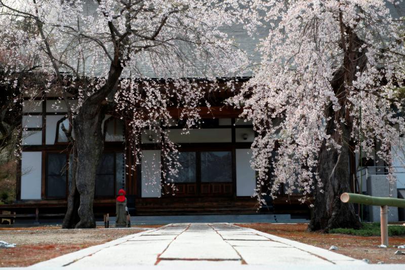 [ 高乾院の桜とお地蔵さん ]  満開の桜とお地蔵さん