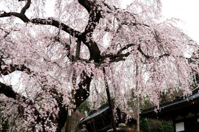 建福寺の古桜| 元気の良い枝垂桜が本堂の前に立っています。