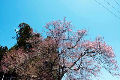 三渡神社の桜| 神社の入口に桜が咲いています。