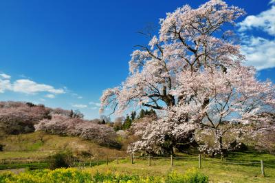 丘を彩る| 高台に咲く孤高の桜と流れ行く雲