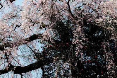 つばきと桜| 