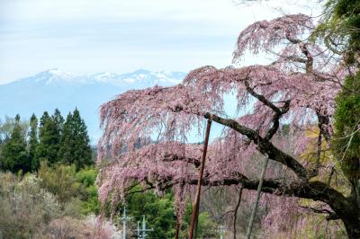 濃いピンク色の花を咲かせる古桜と残雪の山々| 桜と残雪の山々が春を伝える。滝桜から近い。